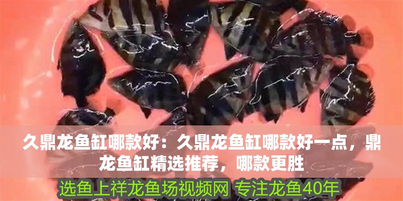 久鼎龍魚缸哪款好：久鼎龍魚缸哪款好一點，鼎龍魚缸精選推薦，哪款更勝