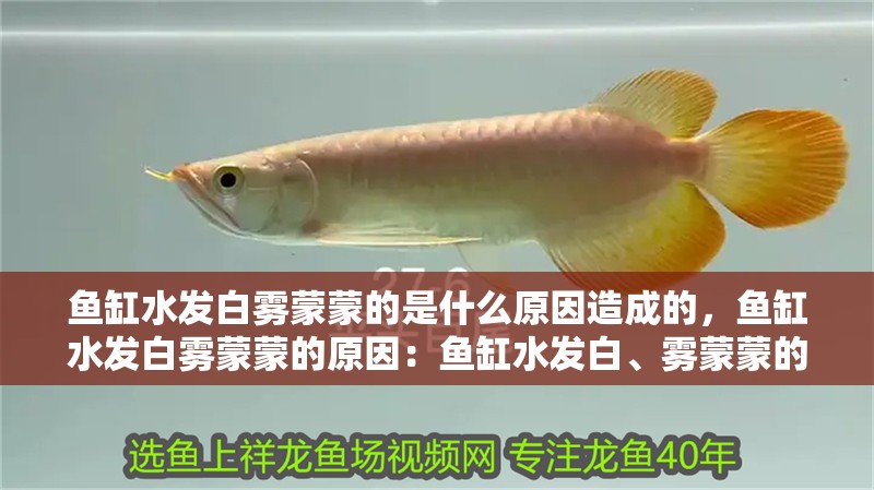 魚缸水發(fā)白霧蒙蒙的是什么原因造成的，魚缸水發(fā)白霧蒙蒙的原因：魚缸水發(fā)白、霧蒙蒙的原因