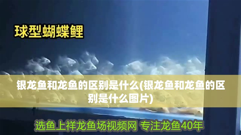 銀龍魚和龍魚的區(qū)別是什么(銀龍魚和龍魚的區(qū)別是什么圖片)