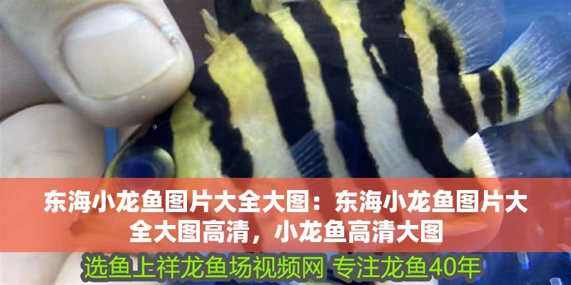 東海小龍魚圖片大全大圖：東海小龍魚圖片大全大圖高清，小龍魚高清大圖