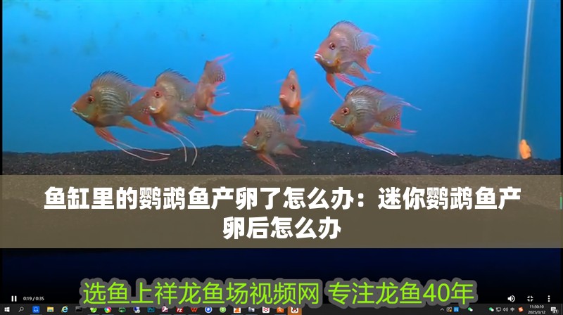 魚缸里的鸚鵡魚產(chǎn)卵了怎么辦：迷你鸚鵡魚產(chǎn)卵后怎么辦