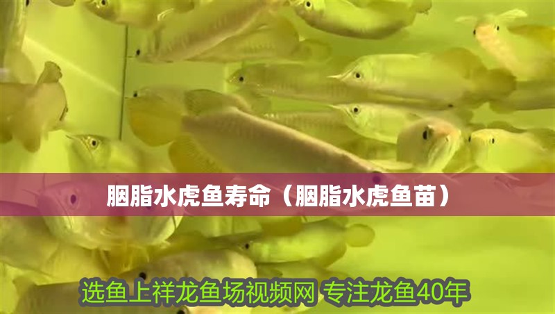 胭脂水虎魚壽命（胭脂水虎魚苗）