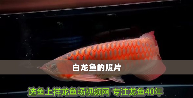 白龍魚的照片 龍魚百科 白龍魚的照片 白龍魚的照片 龍魚百科