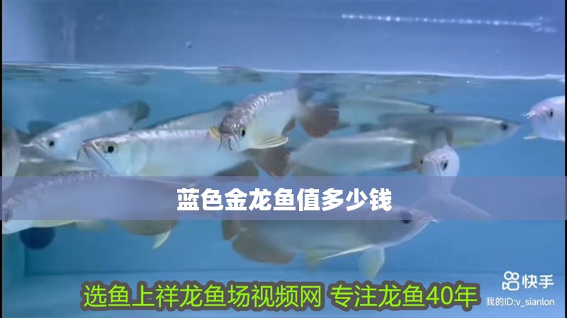藍色金龍魚值多少錢