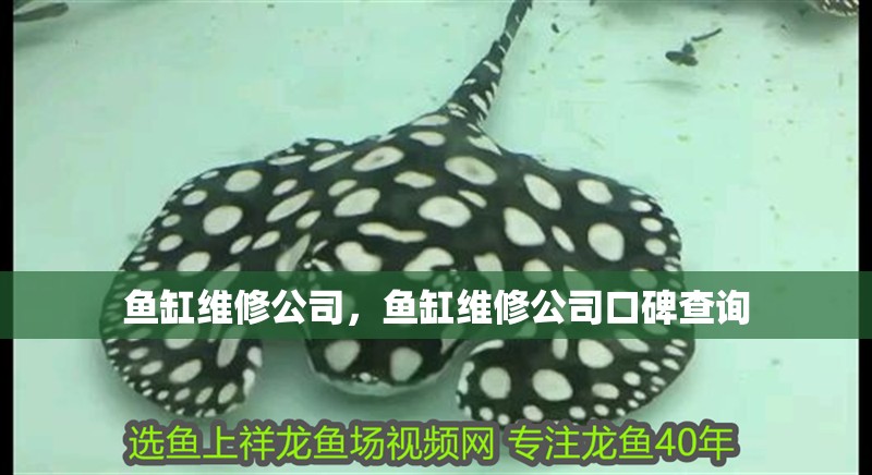 魚缸維修公司，魚缸維修公司口碑查詢