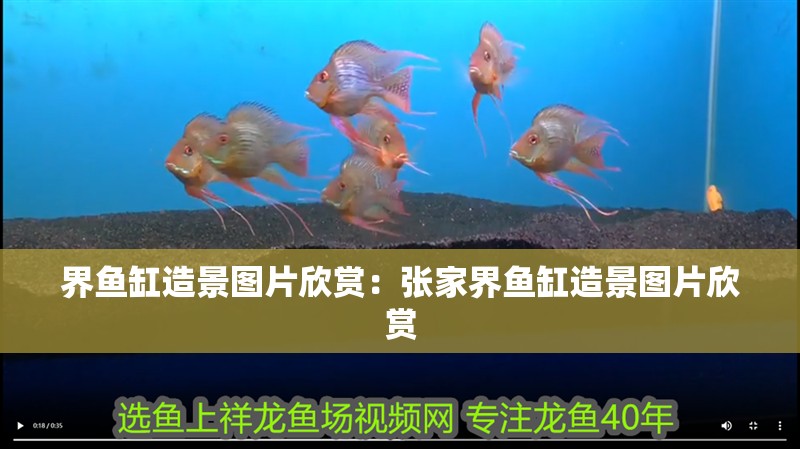 界魚缸造景圖片欣賞：張家界魚缸造景圖片欣賞