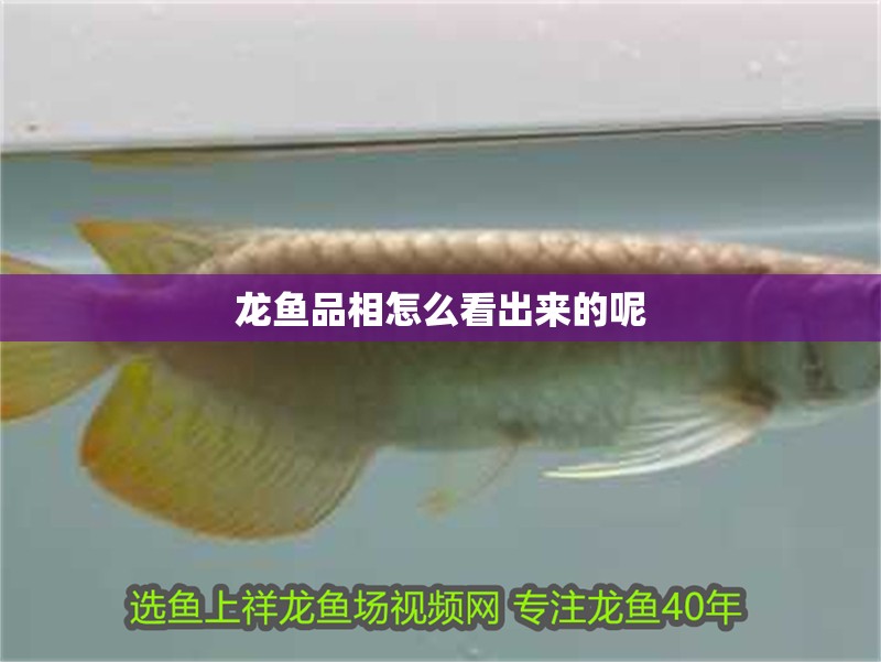 龍魚品相怎么看出來的呢