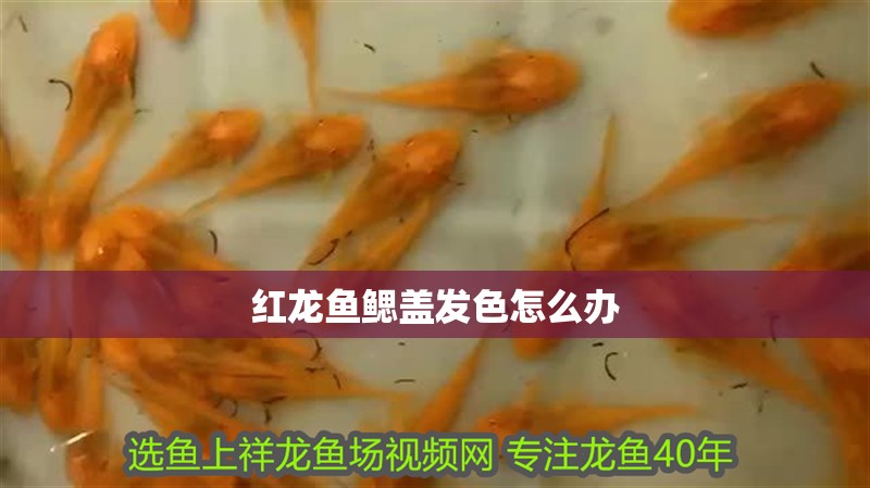 紅龍魚鰓蓋發色怎么辦