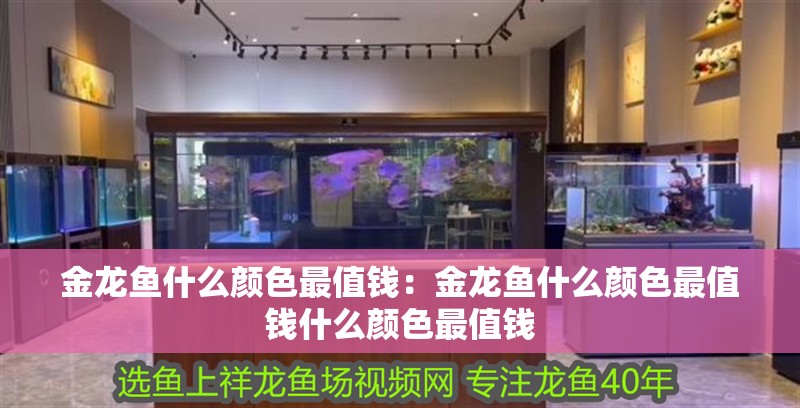 金龍魚什么顏色最值錢：金龍魚什么顏色最值錢什么顏色最值錢