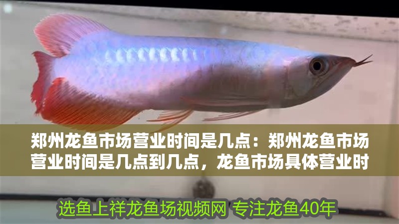 鄭州龍魚市場營業時間是幾點：鄭州龍魚市場營業時間是幾點到幾點，龍魚市場具體營業時間是幾點到