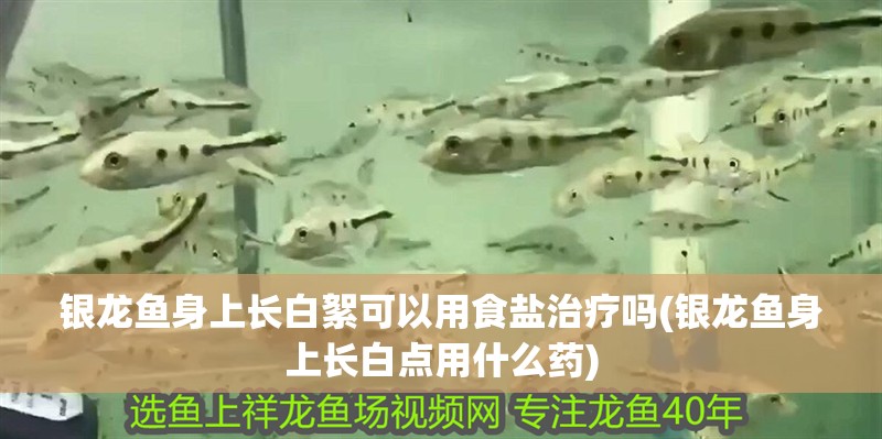銀龍魚身上長白絮可以用食鹽治療嗎(銀龍魚身上長白點用什么藥)