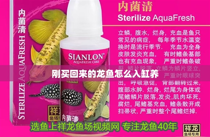 剛買回來的龍魚怎么入缸養 剛買回來的龍魚怎么入缸養 龍魚百科