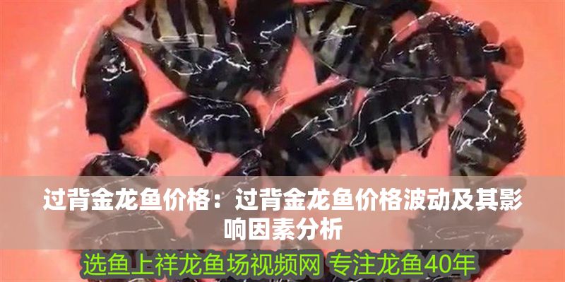 過背金龍魚價格：過背金龍魚價格波動及其影響因素分析 過背金龍魚價格：過背金龍魚價格波動及其影響因素分析 金龍魚百科 第1張