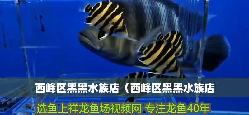 西峰區黑黑水族店(西峰區黑黑水族店 全國水族館企業名錄 第2張 西峰區黑黑水族店(西峰區黑黑水族店 西峰區黑黑水族店(西峰區黑黑水族店 全國水族館企業名錄 第2張