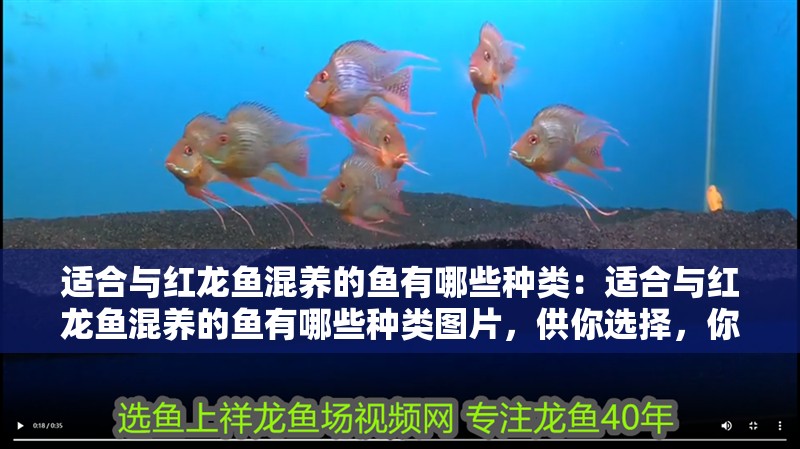 適合與紅龍魚混養的魚有哪些種類：適合與紅龍魚混養的魚有哪些種類圖片，供你選擇，你可以根據實際需求選用，，揭秘適合與紅龍魚混養的魚類種類及圖片展示，盤點適合和紅龍魚混養的各類魚種（附圖片），探尋能與紅龍魚和諧共處的混養魚