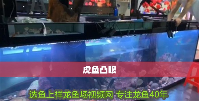 虎魚凸眼
