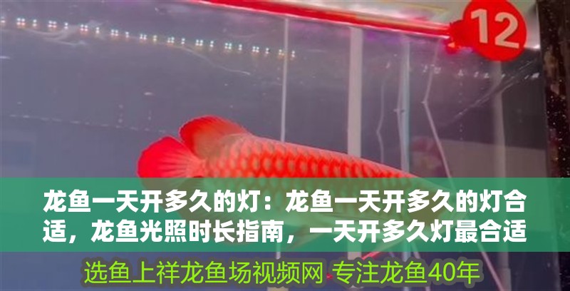 龍魚一天開多久的燈：龍魚一天開多久的燈合適，龍魚光照時長指南，一天開多久燈最合適？