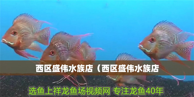西區盛偉水族店（西區盛偉水族店