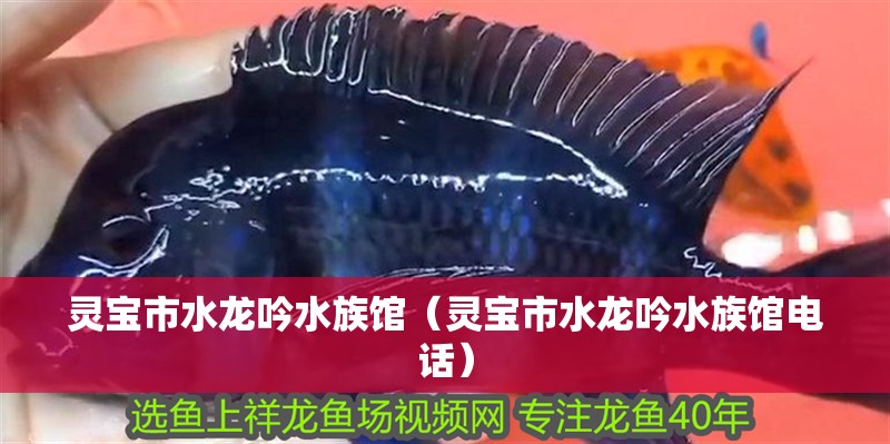 靈寶市水龍吟水族館（靈寶市水龍吟水族館電話）