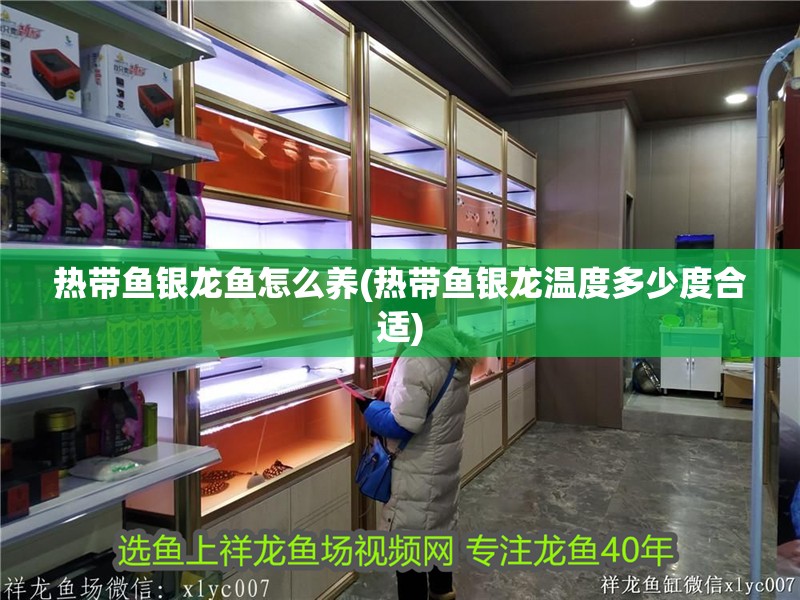 熱帶魚銀龍魚怎么養(熱帶魚銀龍溫度多少度合適) 熱帶魚銀龍魚怎么養(熱帶魚銀龍溫度多少度合適) 銀龍魚百科