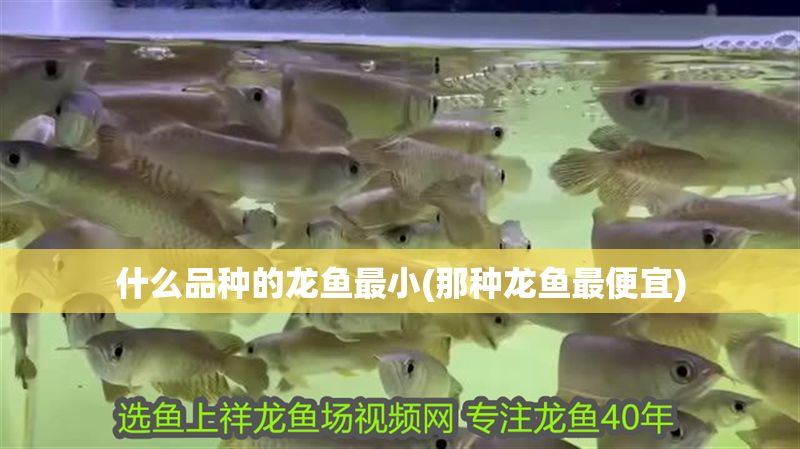 什么品種的龍魚最小(那種龍魚最便宜)