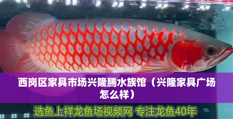 西崗區(qū)家具市場興隆騰水族館（興隆家具廣場怎么樣） 西崗區(qū)家具市場興隆騰水族館（興隆家具廣場怎么樣） 全國水族館企業(yè)名錄 第2張