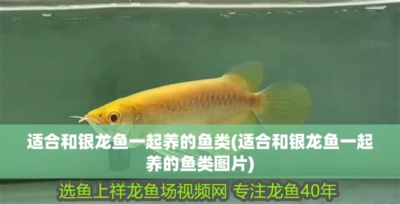 適合和銀龍魚一起養的魚類(適合和銀龍魚一起養的魚類圖片)