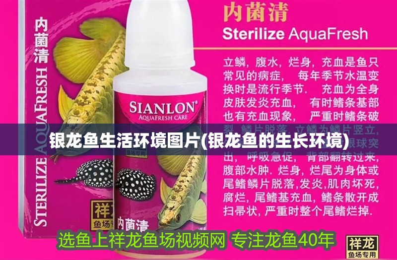 銀龍魚生活環(huán)境圖片(銀龍魚的生長(zhǎng)環(huán)境)