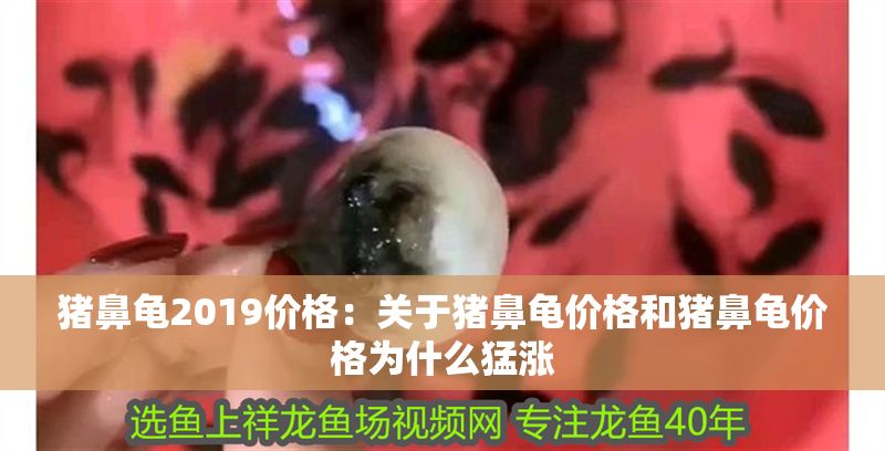 豬鼻龜2019價(jià)格：關(guān)于豬鼻龜價(jià)格和豬鼻龜價(jià)格為什么猛漲