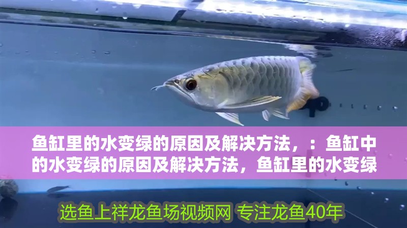 魚缸里的水變綠的原因及解決方法，：魚缸中的水變綠的原因及解決方法，魚缸里的水變綠的原因及解決方法 魚缸里的水變綠的原因及解決方法，：魚缸中的水變綠的原因及解決方法，魚缸里的水變綠的原因及解決方法 魚缸百科