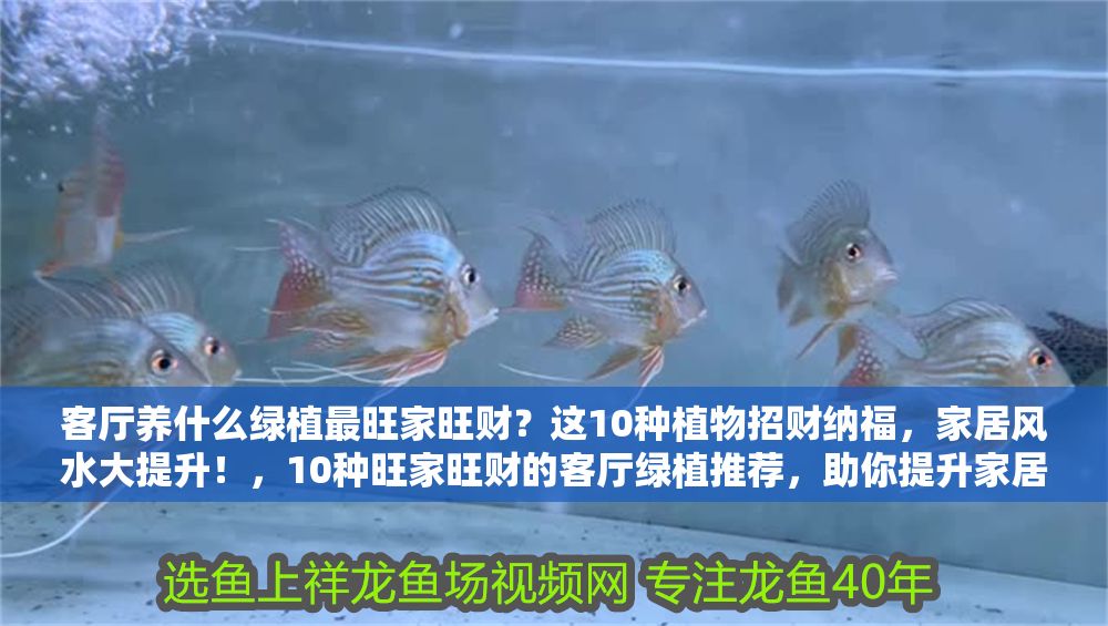 客廳養什么綠植最旺家旺財？這10種植物招財納福，家居風水大提升！，10種旺家旺財的客廳綠植推薦，助你提升家居風水！ 客廳養什么綠植最旺家旺財？這10種植物招財納福，家居風水大提升！，10種旺家旺財的客廳綠植推薦，助你提升家居風水！ 龍魚百科 第1張