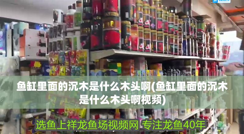 魚(yú)缸里面的沉木是什么木頭啊(魚(yú)缸里面的沉木是什么木頭啊視頻)