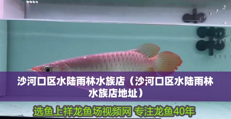 沙河口區水陸雨林水族店(沙河口區水陸雨林水族店地址) 全國水族館企業名錄 第2張 沙河口區水陸雨林水族店(沙河口區水陸雨林水族店地址) 沙河口區水陸雨林水族店(沙河口區水陸雨林水族店地址) 全國水族館企業名錄 第2張