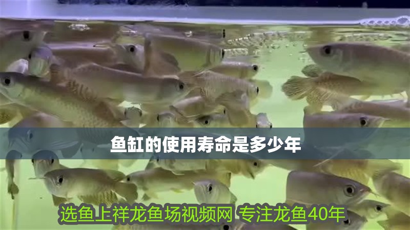 魚缸的使用壽命是多少年