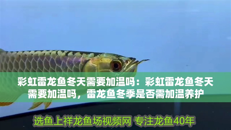 彩虹雷龍魚冬天需要加溫嗎：彩虹雷龍魚冬天需要加溫嗎，雷龍魚冬季是否需加溫養護