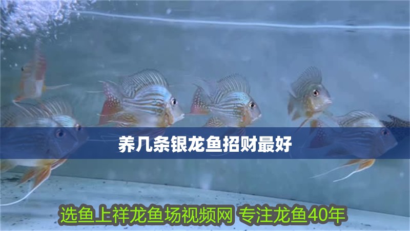 養(yǎng)幾條銀龍魚招財最好 養(yǎng)幾條銀龍魚招財最好 龍魚百科