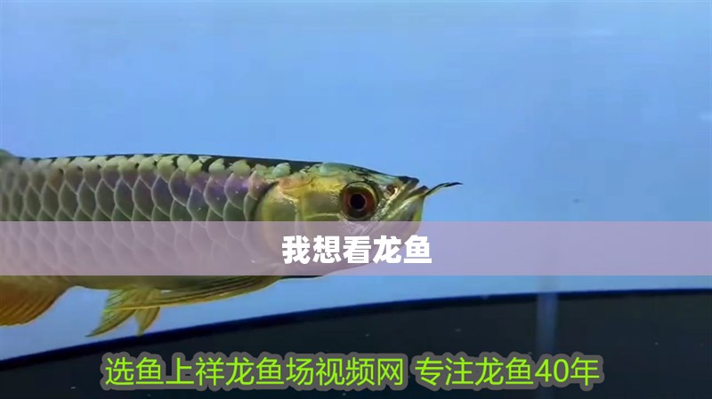 我想看龍魚 我想看龍魚 龍魚百科