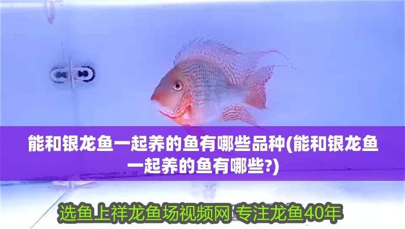 能和銀龍魚一起養(yǎng)的魚有哪些品種(能和銀龍魚一起養(yǎng)的魚有哪些?)