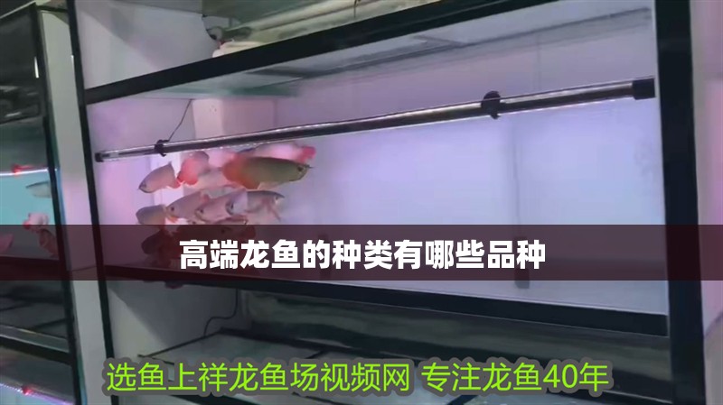 高端龍魚的種類有哪些品種