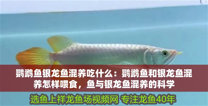 鸚鵡魚銀龍魚混養(yǎng)吃什么：鸚鵡魚和銀龍魚混養(yǎng)怎樣喂食，魚與銀龍魚混養(yǎng)的科學(xué)