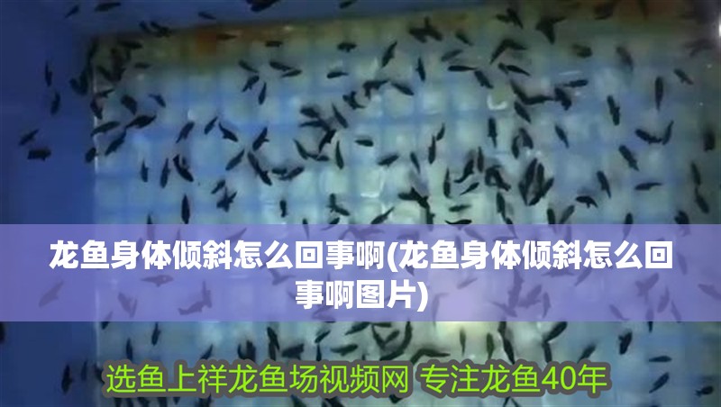 龍魚身體傾斜怎么回事啊(龍魚身體傾斜怎么回事啊圖片)