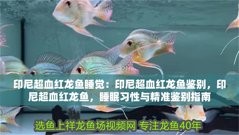 印尼超血紅龍魚睡覺：印尼超血紅龍魚鑒別，印尼超血紅龍魚，睡眠習性與精準鑒別指南