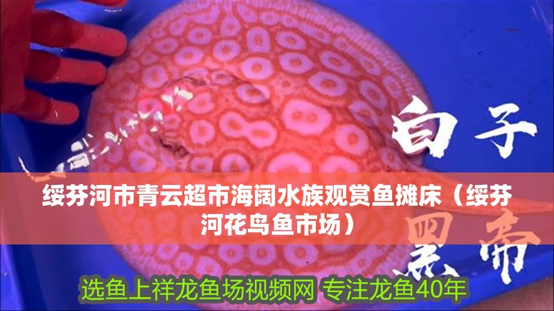 綏芬河市青云超市海闊水族觀賞魚攤床（綏芬河花鳥魚市場）