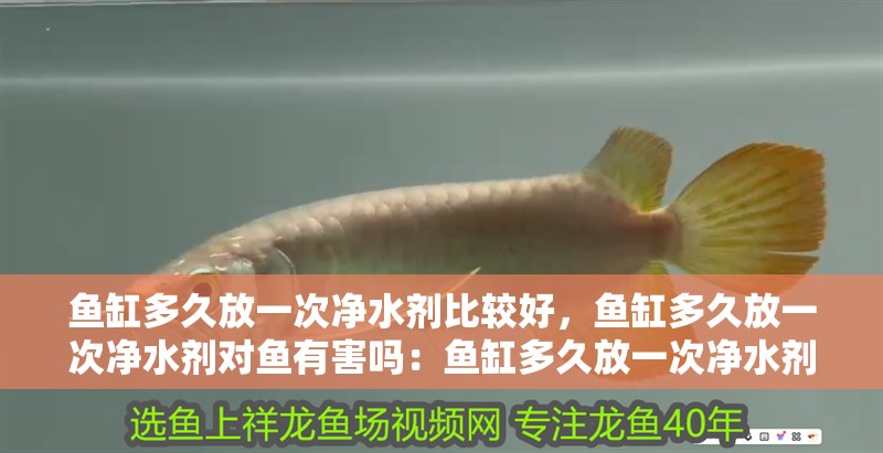 魚缸多久放一次凈水劑比較好，魚缸多久放一次凈水劑對魚有害嗎：魚缸多久放一次凈水劑比較好