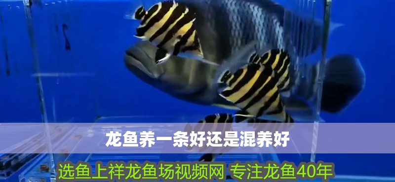 龍魚(yú)養(yǎng)一條好還是混養(yǎng)好 龍魚(yú)養(yǎng)一條好還是混養(yǎng)好 龍魚(yú)百科