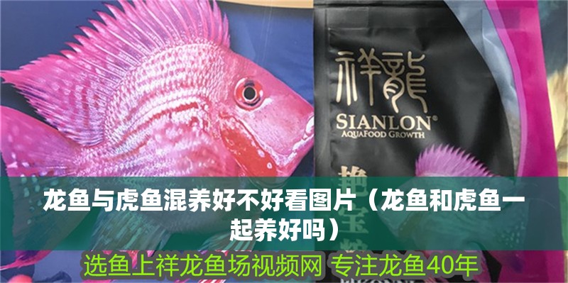 龍魚與虎魚混養好不好看圖片（龍魚和虎魚一起養好嗎） 龍魚與虎魚混養好不好看圖片（龍魚和虎魚一起養好嗎） 虎魚百科