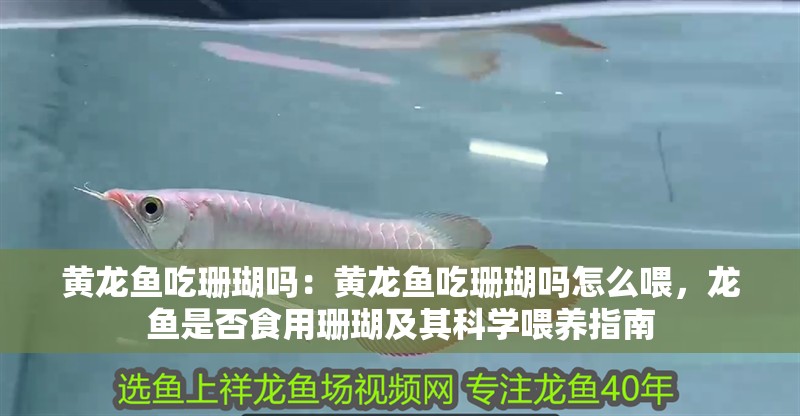 黃龍魚吃珊瑚嗎：黃龍魚吃珊瑚嗎怎么喂，龍魚是否食用珊瑚及其科學喂養指南