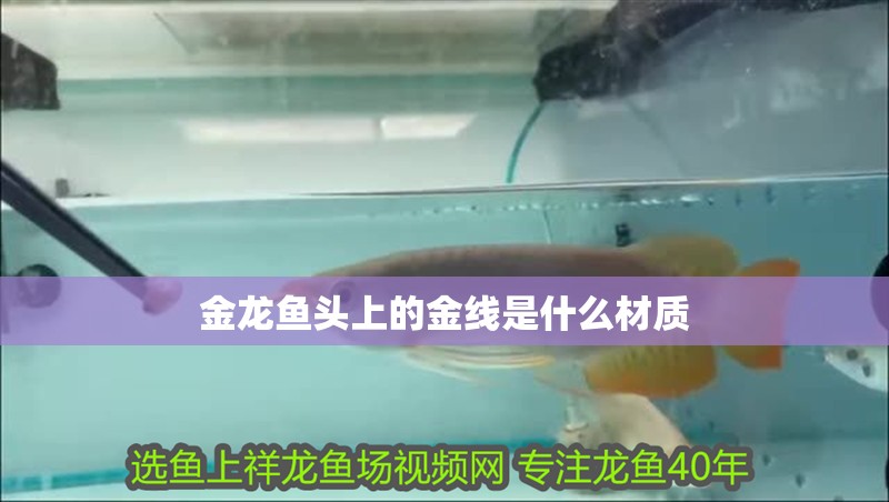 金龍魚頭上的金線是什么材質(zhì)