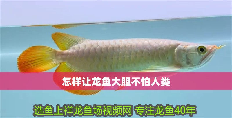 怎樣讓龍魚大膽不怕人類