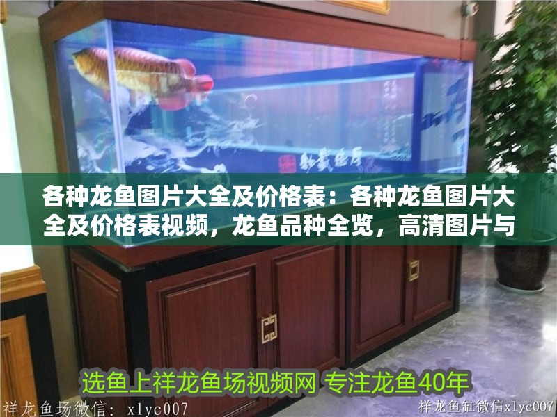 各種龍魚圖片大全及價格表：各種龍魚圖片大全及價格表視頻，龍魚品種全覽，高清圖片與詳細價格表視頻合